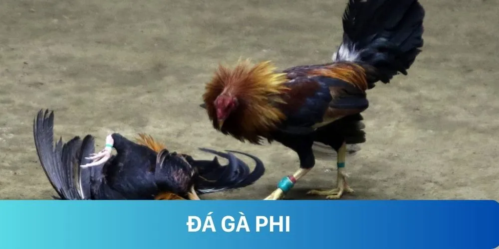 Đá gà phi tại rr88